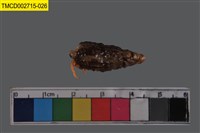 藏品(寄居蟹)的圖片